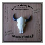 Rohmaterial , Knochenschnitzerei , Stierkopf , Knochen ,...